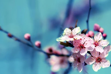 Wallpapers Of Flowers