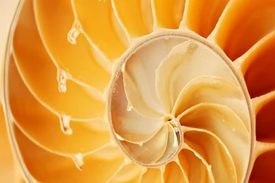 Nature Swirl Fibonacci Sequence iPhone 6 Wallpapers / IPod ...