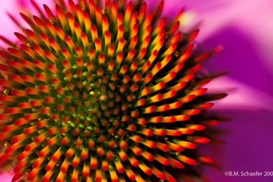 Fibonacci Sequence In Nature, September, 1920x1200 HD Wallpapers ...