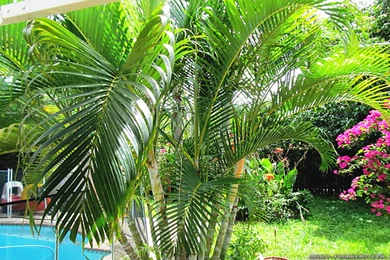 Summer Leaves Wallpapers 2   Crazy Frankenstein