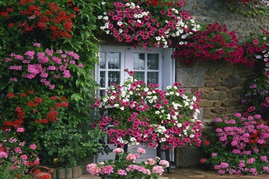 Flower Wallpapers For Home   Wallpapers HD Fine