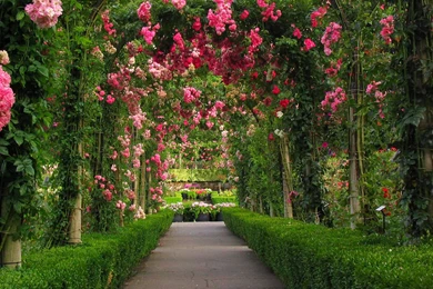 Beautiful Rose Garden Wallpapers Design Ideas 24358 Garden Design ...