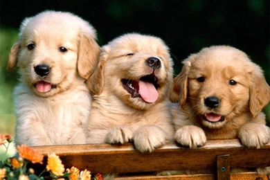 Free Puppy Dog Wallpapers   Android Apps On Google Play