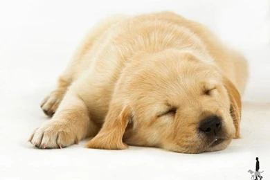 Doggy Wallpaper Backgrounds Theme Desktop   PetPictures