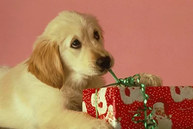 Christmas Doggy   Christmas Wallpapers (2736125)   Fanpop