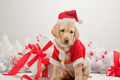 Cute Christmas Dog Wallpapers 2014