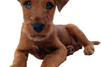 Download Wallpaper: Puppy, , Little, Doggy, Wallpapers For Desktop