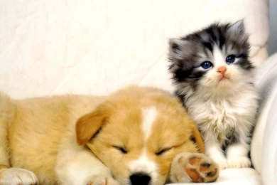 Kitty And Doggy