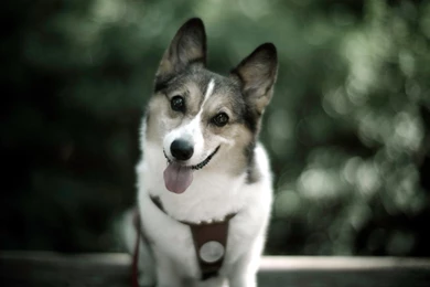 Beagle, Dog, Wide, Hd, Wallpaper, For, Desktop, Backgrounds ...