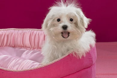 Cute, And, Small, Dog, Wide, High, Resolution, Wallpaper, Download ...