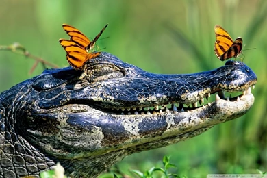 Butterflies Resting On A Caiman, Brazil HD Desktop Wallpapers ...