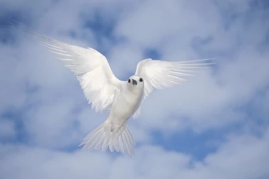 Wallpapers Holy Spirit With Jesus Dove For Truth Seekers Of ...