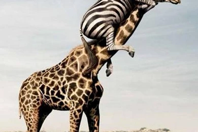 Fascinating Articles And Cool Stuff: Craziest Pictures Ever