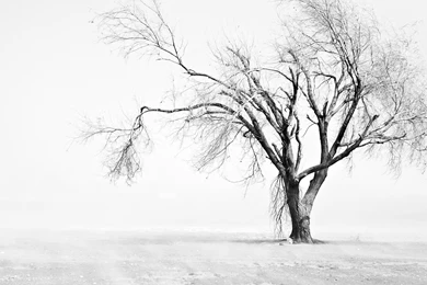 Tree Wallpapers Black And White