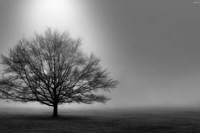Amazing Wallpapers Black And White Trees