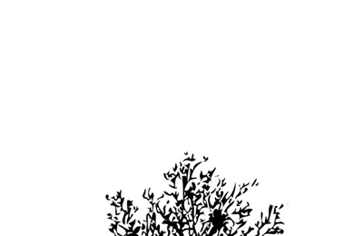 White Tree iPhone 5 Wallpapers (640x1136)