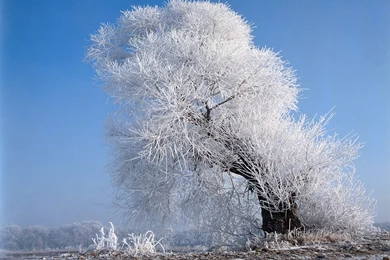 1280x1024 Beautiful White Tree Desktop PC And Mac Wallpapers