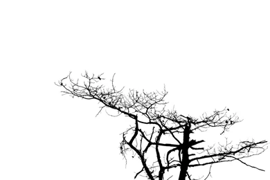 Black White Tree