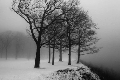 Black And White Tree Desktop Wallpapers Hd