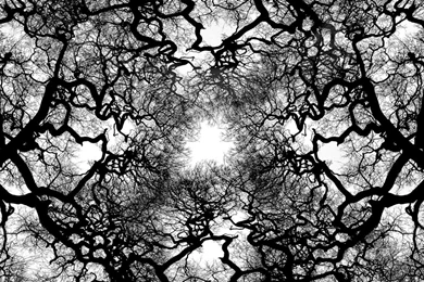 Amazing Wallpapers Black And White Trees