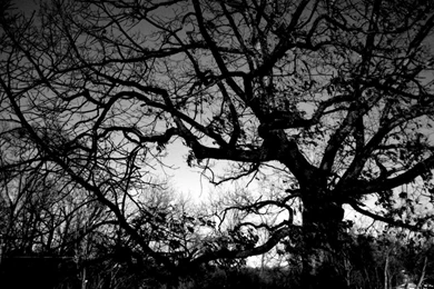 Amazing Wallpapers Black And White Trees