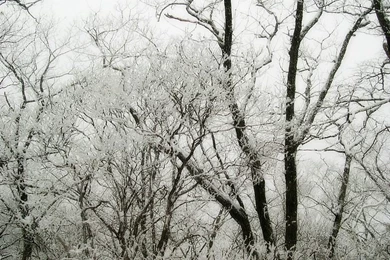 Winter Trees Photos   Snow Covered Trees Wallpapers 10   Wallcoo.net