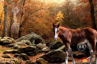 Animal Wallpaper Backgrounds