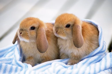 Free Animal Wallpapers Rabbit Wallpapers 1920x1200 Wallpapers Index ...