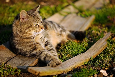 Animal Wallpapers, Wild Animal Wallpapers, Desktop Images, Animal ...