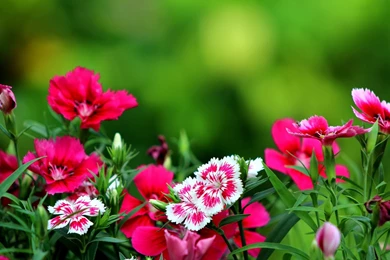 Dark Pink Flowers Desktop Backgrounds