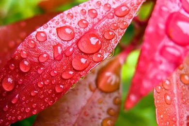 Desktop Wallpapers · Gallery · Nature · Petals And Dew Desktop ...