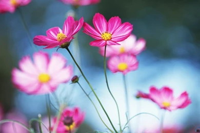 Download Wallpapers Beautiful Flowers (1280 X 800 Widescreen ...