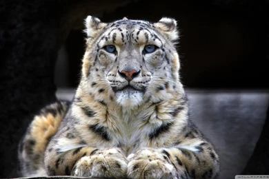Snow Leopard Sitting On A Rock Wallpapers Full HD [1920x1080 ...