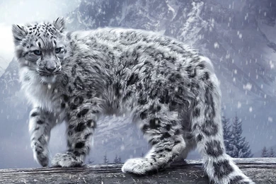 Snow Leopard HD Wallpapers (7)
