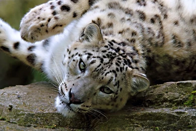 1920x1080 Lying Snow Leopard Wallpapers