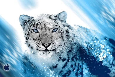 Snow Leopard Wallpapers