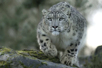 Snow Leopard Photos Wallpapers