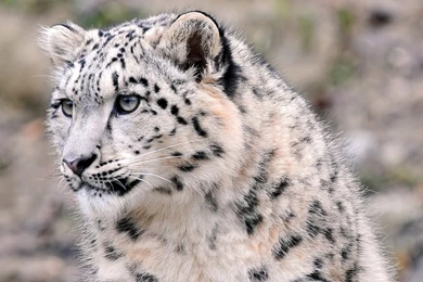 Snow Leopard Wallpapers