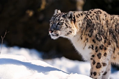 Download Wallpapers 3840x2160 Snow Leopard, Predator, Snow 4K Ultra ...