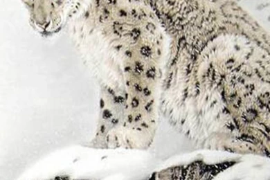 Snow Leopard Wallpapers For Iphone 5