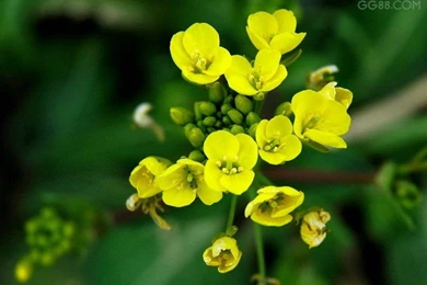 Flower Desktop Wallpapers