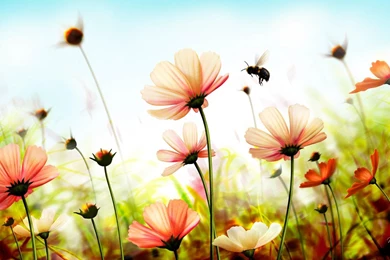 Summer Backgrounds 1440 900 High Definition Wallpaper Backgrounds ...