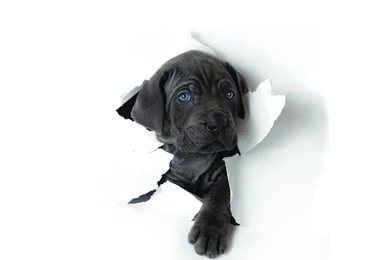 Black Dog Wallpapers Windows 10458 Wallpapers Cool Walldiskpaper Com ...