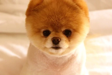 Cute Dog Boo HD Desktop Wallpapers : Widescreen : High Definition ...