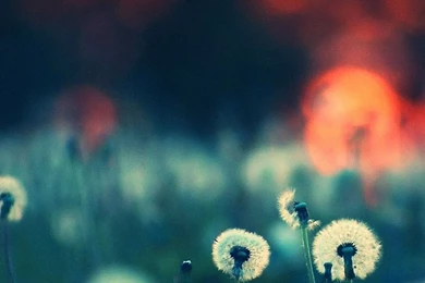 Cool Home Screen Wallpapers For Iphone 6   Wallpapers