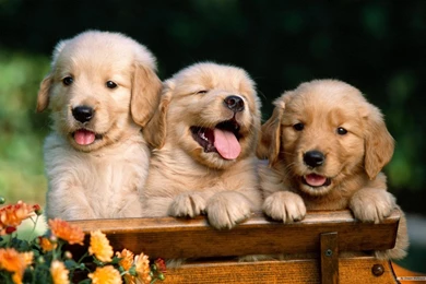 Free Wallpapers   Free Animal Wallpapers   Terriers&labrador ...