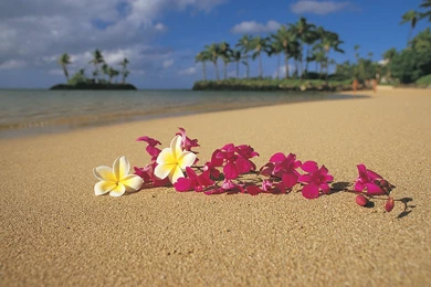 Flowers On A Hawaiian Beach Wallpapers And Images   Wallpapers ...