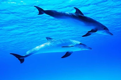 Dolphin Wallpapers   Android Apps On Google Play