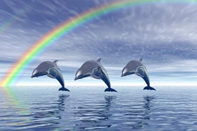 Dolphin Wallpapers, Images, Photos, Pictures & Pics