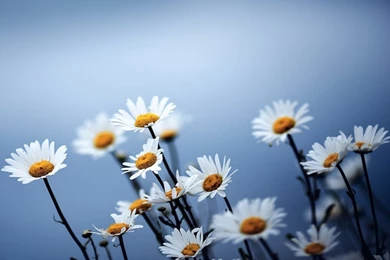 G Cute Flower, From My Heart To You, Funky Bubbles, Funny Men Vs ...